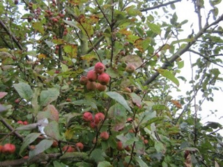 Crab  Apple